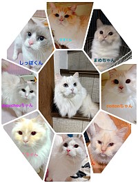 avec-toiの猫ちゃん's